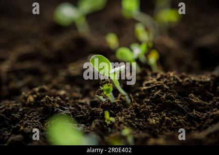 Small young green lettuce seedlings just sprouted from seeds planted in fertile potting soil, close up Stock Photo