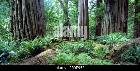 Redwood Nationalpark Kalifornien, USA Stock Photo