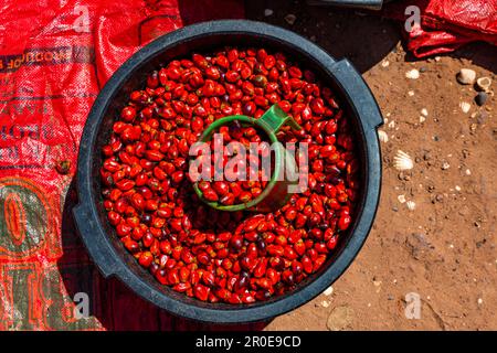 Beetlenuts in bin, Bubaque island, Bijagos archipelago, Guinea Bissau Stock Photo