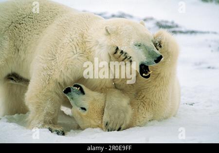 Two wrestling ice bears, Arctic Stock Photo