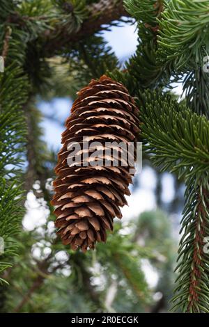Cones, european spruce (Picea abies) (Virgata) Stock Photo