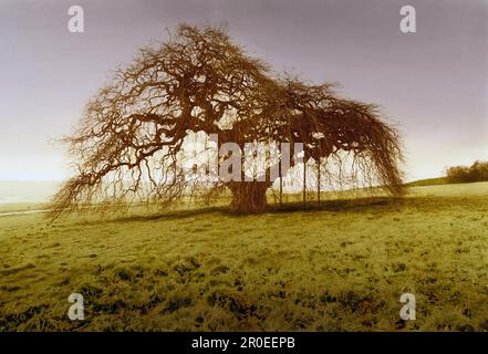 Beech tree circa 400 years old, Lower Saxony, Germany Stock Photo