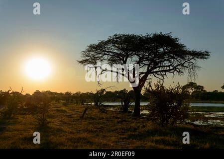 Acacia and lake in the sunset between Sankuyo and Mababe Village, Botswana Stock Photo