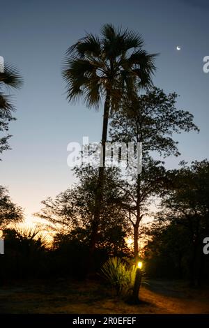 True makalani palm (Hyphaene benguellensis), Nata, Botswana Stock Photo