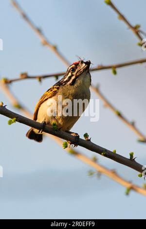 Red-fronted Tinkerbird (Pogoniulus pusillus) adult, with insect in beak, perched on branch, Awash N. P. Afar Region, Ethiopia Stock Photo