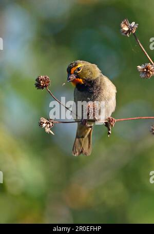 Yellow-faced Grassquit (Tiaris olivaceus) adult male, feeding on seeds from seedhead, Zapata Peninsula, Matanzas Province, Cuba Stock Photo
