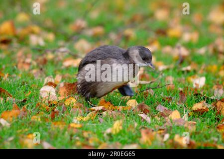 Little Grebe (Tachybaptus ruficollis) adult, winter plumage, running amongst fallen leaves on bankside, England, United Kingdom Stock Photo