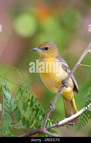 Hooded Oriole (Icterus cucullatus), adult female, utricularia ochroleuca (U.) (U.) S. A Stock Photo