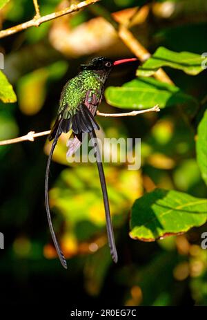 Red-billed Streamertail Hummingbird (Trochilus polytmus) adult male, sunning, perched on twig, Marshall's Pen, Jamaica Stock Photo