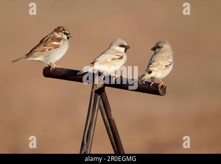 Desert Sparrow (Passer simplex) and House Sparrow (Passer domesticus) adult males, perched on handle of camel saddle, Erg Chebbi, Morocco Stock Photo