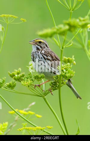 Savannah sparrow (Passerculus sandwichensis), adult male, singing, utricularia ochroleuca (U.) (U.) S. A Stock Photo