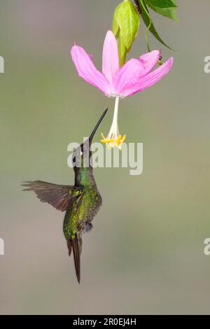 Magnificent magnificent hummingbird (Eugenes fulgens), adult male, in flight, hovering and feeding on the nectar of the flower, Costa Rica Stock Photo