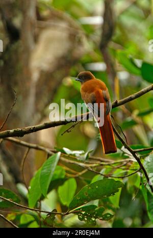 Malabar Trogon (Harpactes fasciatus) adult female, perched on branch, Sinharaja Forest N. P. Sri Lanka Stock Photo