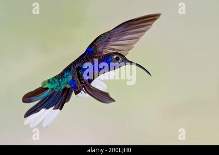 Violet sabrewing (Campylopterus hemileucurus), Purple Sabrewing, Hummingbird, Animals, Birds, Violet Sabrewing adult male, in flight, Costa Rica Stock Photo
