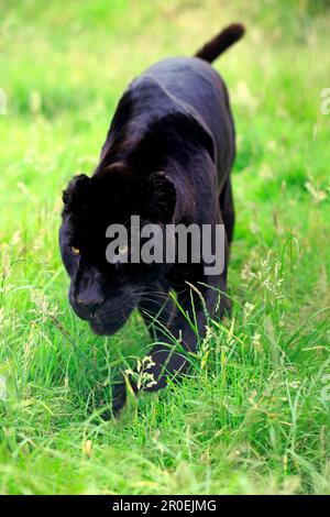 Jaguar (Panthera onca), Black Panther Stock Photo