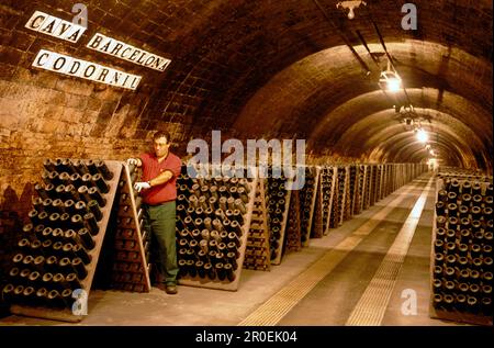 Man turning bottles in a wine cellar, Cava Cellar methode champenoise, Codorniu, Sant Sadurni d'Anola, Catalonia, Spain Stock Photo