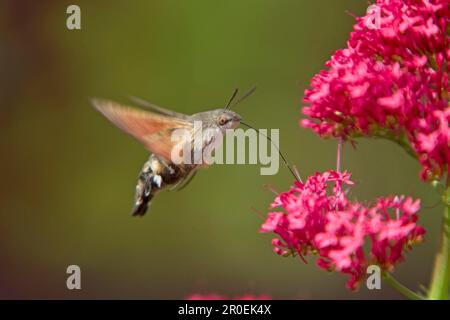 Hummingbird Hawkmoth (Macroglossum stellatarum) adult, in flight, feeding at Red Valerian (Centranthus ruber) flowers, Essex, England, United Kingdom Stock Photo