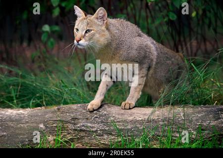Jungle cat (Felis chaus) Stock Photo