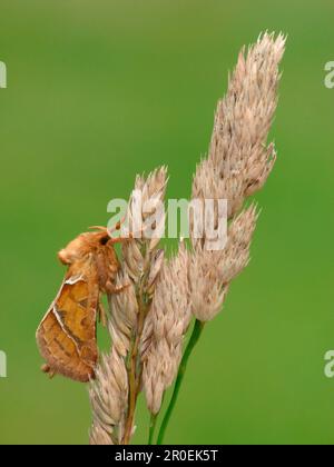 Orange Swift (Hepialus sylvina) Moth adult male, resting on dry grass, Leicestershire, England, United Kingdom Stock Photo