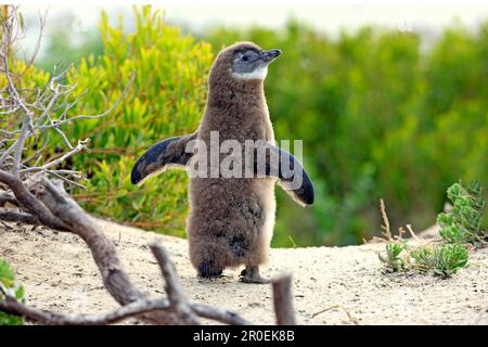 Gentoo african penguin (Spheniscus demersus), juvenile, spread wings, Boulders Beach, Simonstown, Western Cape, South Africa Stock Photo