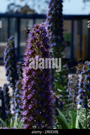 Busy bee with pollen on his legs circles a bright purple flower. Stock Photo