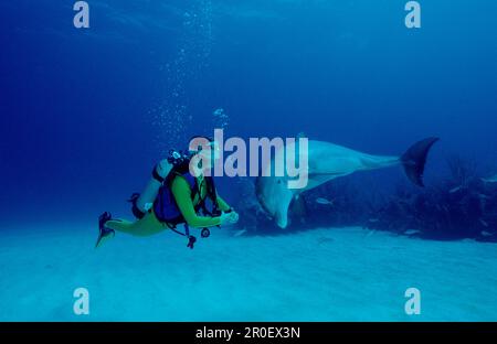 bottlenose dolphin and scuba diver, Tursiops truncatus, Bahamas, Caribbean Sea, Grand Bahama Stock Photo