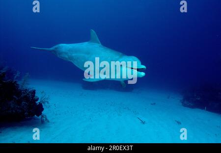 bottlenose dolphin, Tursiops truncatus, Bahamas, Caribbean Sea, Grand Bahama Stock Photo