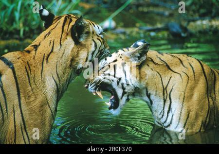 Two Royal Bengal tigers in the water, Panthera tigris tigris, India Stock Photo