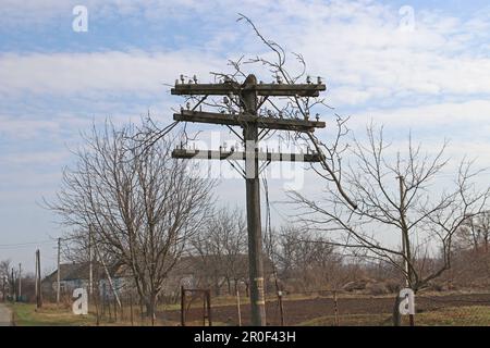 Power line pole with broken wires. Tree branches hang on a pole. Consequences of a hurricane. Stock Photo