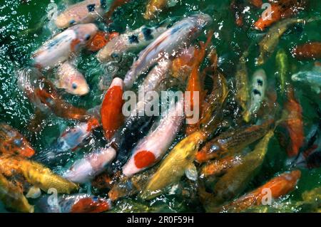 Japanese koi carps in a pond, Japan, Asia Stock Photo