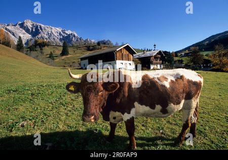 Cow in front of a farm with mountain range in the background, Dienten, Hochkoenig area, Berchtesgaden range, Salzburg, Austria Stock Photo