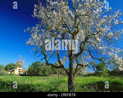 Windmill and almond tree with blossom, near Santanyi, Mallorca, Spain Stock Photo