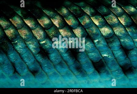 Spotted gar, fish scales, Lepisosteus oculatus, North america, america, USA, Florida Stock Photo