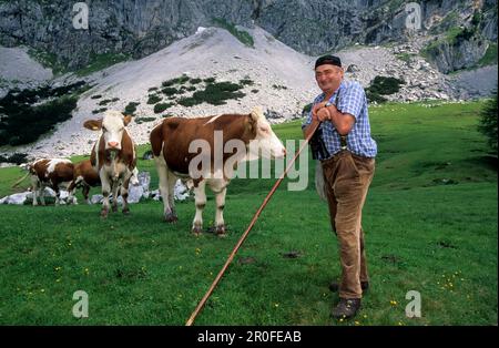 alpine cow boy feeding young cattle in alpine landscape, Rinderfeld beneath Bischofsmütze, Dachstein range, Salzburg, Austria Stock Photo