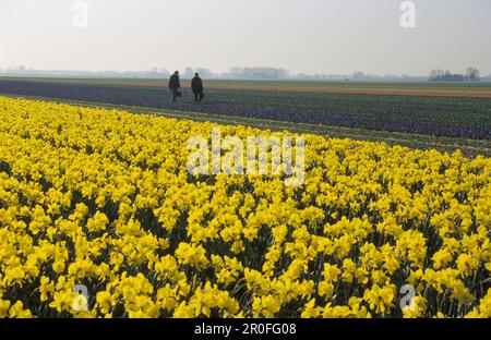 Daffodils on a field near Anna Paulowna, Netherlands, Europe Stock Photo