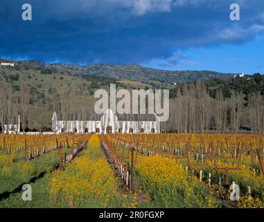 Winegrowing, Nappa Valley, USA Stock Photo