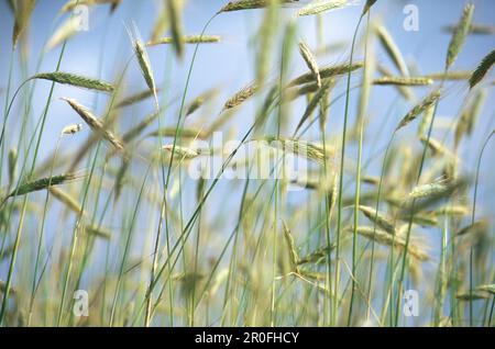 Corn, Mecklenburg-Western Pomerania, Germany Stock Photo