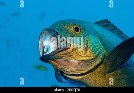 Cleaner wrasse cleaning Black and white snapper, Labroides dimidiatus, Macolor macularis, Indian Ocean, Ari Atol, Maldives Island Stock Photo