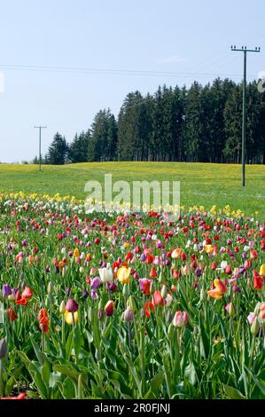 Field of tulips near Penzberg, Bavaria, Germany Stock Photo