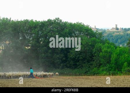 Sheepherder and flock of sheep, Gleichen castle and Muhlburg in background, Thuringia, Germany Stock Photo