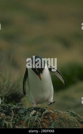 Western Rockhopper Penguin, Eudyptes chrysocome, Eudyptes crestatus, Falkland Islands Stock Photo