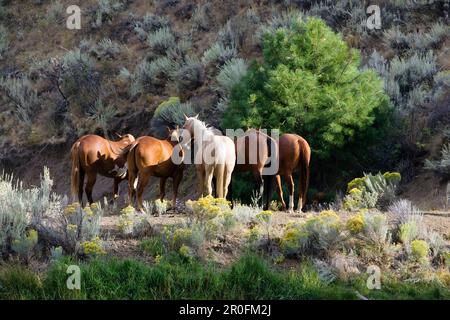horses in wildwest Oregon, USA Stock Photo