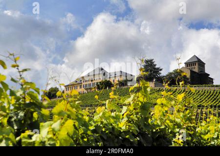 Johannisberg Castle with vineyards, Geisenheim, Rheingau, Hesse, Germany Stock Photo