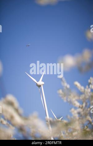 View over blooming sour cherry orchard to wind turbines, Nieder-Olm, Rhineland-Palatinate, Germany Stock Photo