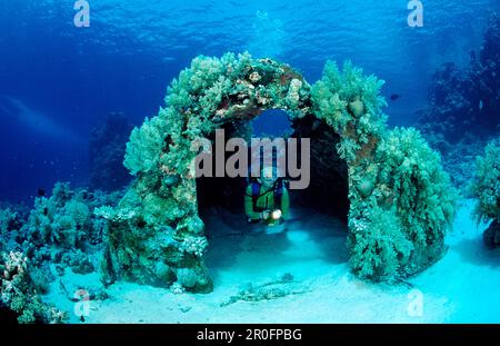 Scuba diver and Jacque Cousteaus Precontinent 2, Sudan, Africa, Red Sea, Shaab Rhumi Stock Photo