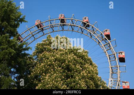 Vienna Austria Prater Big Wheel in spring blooming  chestnut trees Stock Photo