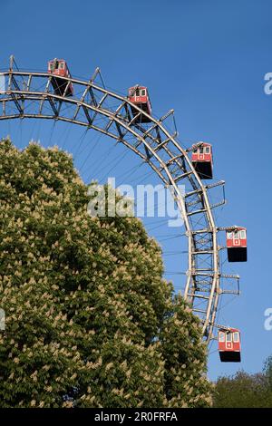 Vienna Austria Prater Big Wheel in spring blooming  chestnut trees Stock Photo