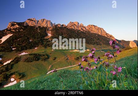 Alpine hut Steinlingalm with Kampenwand in morning light, red campion in foreground, Chiemgau Alps, Chiemgau, Bavaria, Germany Stock Photo