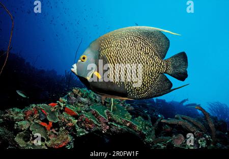 French Angelfish, Pomacanthus paru, Martinique, French West Indies, Caribbean Sea Stock Photo