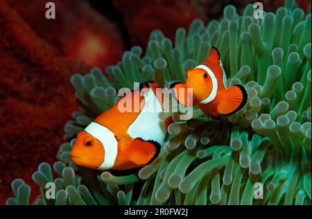Two Clown anemonefishes, Amphiprion ocellaris, Indonesia, Bali, Indian Ocean Stock Photo